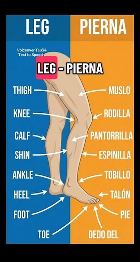 Inglés con Imágenes: Leg (Pierna). Learn Leg Parts in English & Spanish 🇺🇸🇪🇸 | Visual Dictionary