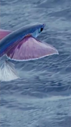 Flying Fish
