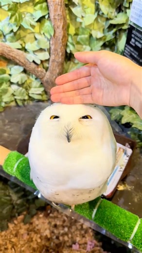 Rare Animals You’ve Never Seen Before 😳