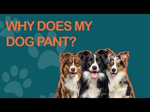 Dogs Panting Explained By A Veterinarian