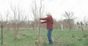 Side view of gardener cutting tree branch in orchard. Old male wearing panama hat, plaid shirt, blue jeans, standing, holding pruner. Concept of taking care of nature in spring.