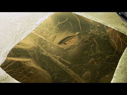 The Shallowest I've Ever Sight Fished!