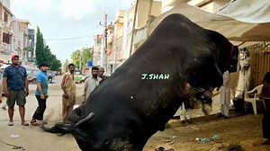 1.6K views · 18 reactions | MASHA ALLAH SUBHAN ALLAH ❤️ I HAVEN'T WITNESSED THIS TYPE OF JUMP YET  THROWBACK TO 2020 SULTAAN QURBANI MEMORIES ♥️ JIBRAN  | Cattle Display | Facebook