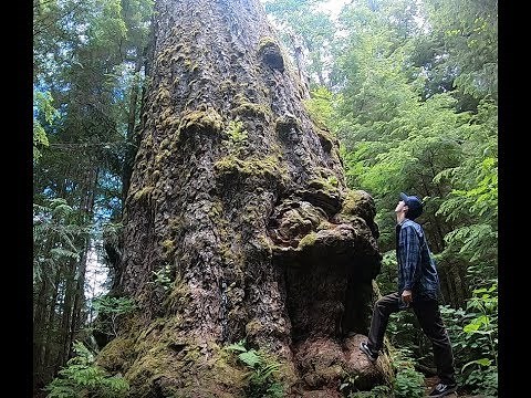 THE BIGGEST DOUGLAS FIR TREE IN THE WORLD