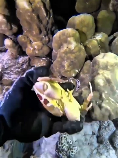 #diving #crab #sea #fish