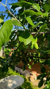 34K views · 206 reactions | Usturoiul și boia iute combate afidele în mod natural #reels | Micul Grădinar | Facebook