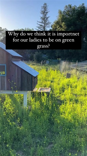🌿Environmental Health🌿. Healthy pasture means an easier time for chickens to stay healthy. If the pasture is receiving their droppings and nitrogen it means it is not building up in their living space and potentially causing health issues. Open dirt and no pasture can lead to an increase in parasitic worms the birds can get exposed to. 🌿. Pasture promotes biodiversity in their area and brings them a whole host of insects to eat. 🌿Pasture sequesters carbon which is something the world needs m