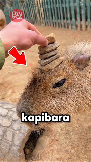 kenapa kapibara selow banget bre? 😂 #shorts #faktaunik #faktamenarik #kapibara #capibara