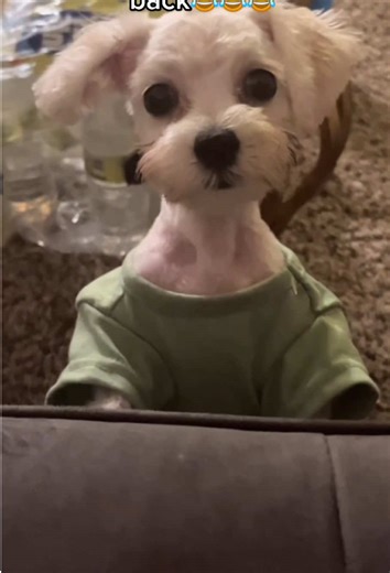 If dogs could talk 🤣😂#talkingdogs #cutedogs #funnydogs #funnyanimals #funnyreels