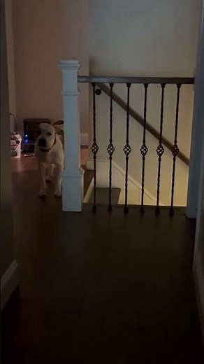 Pitbull Is Scared Of Bullying Cat