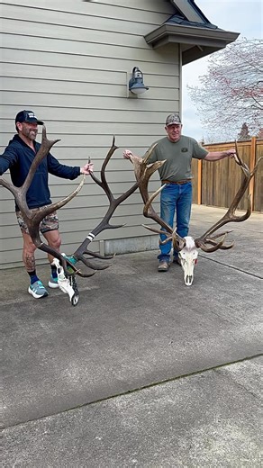 Cameron Hanes on Instagram: "For perspective’s sake here’s the difference between roughly a 400” bull and one that’s creeping up on 500”. @caseybrooks65’s bull is the pending world record non-typical Rocky Mountain elk out of Washington and mine is from the San Carlos Apache Reservation in Arizona. Both, free-range, wild elk arrowed with our Hoyt bows. Hear all the details of Casey’s historic hunt on my Keep Hammering Collective podcast dropping soon. 🙏🏹"