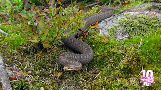 Camouflaged viper waits motionless near low plants