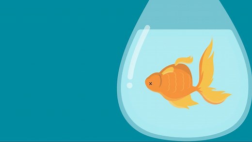 459K views · 1.8K reactions | Here's how to keep your goldfish alive for 15 years. | Insider Science | Facebook