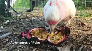 It's yummy fruit time! Roku looooves squishy wet fruits that get everywhere, Korra is obsessed and I mean... obsessed with banana and looks down on all other fruits unless organic and out of my weekly price range ie Sapote & Dragonfruit washed in the moonlight with children's tears.... 😳 Finally found a fruit Pabu likes! Passionfruit 😁👌 he loves rearing them open, Petrie is the best as he is a all rounder who gives anything a go 👍🐥🐥🐥🐥 | Adventures of Roku