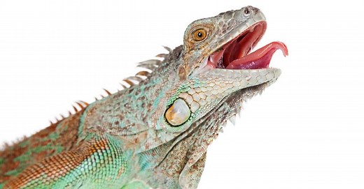 Do Iguanas Have Teeth?