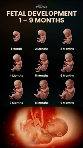 Fetal Development 1 – 9 Months | Fetus Development Month By Month #baby #fetusdevelopment #pregnancy
