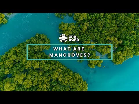 One Earth | What are mangroves?