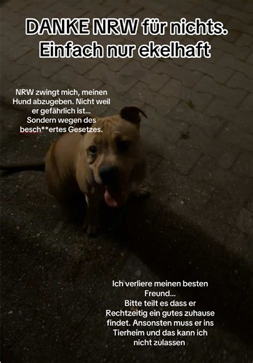 DRINGEND: Roko sucht ein liebevolles Zuhause. Bitte lesen und teilen.🙏🏻 Das ist Roko. Er ist ein fast 5 Monate alter American Bully, gechippt, geimpft, gesund und besitzt einen EU Heimtierausweis. Er kennt bereits viele Kommandos, ist sehr menschenbezogen, liebevoll und versteht sich mit Menschen, Kindern und anderen Tieren. Außerdem habe ich Bilder seiner Eltern, da ich ihn direkt dort abgeholt habe. Ich hätte niemals gedacht, dass ich einmal so einen Beitrag schreiben muss. Vor über zwei Mon