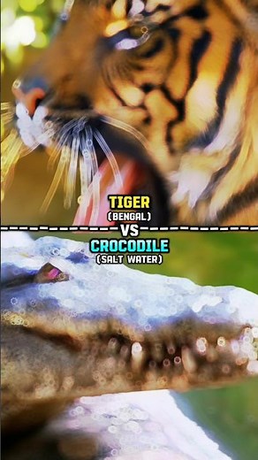Tiger vs Crocodile 🐊🔥 #wildanimals #tiger #crocodile