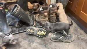 Foster family had some extra help in the boot room today. Good luck, foster family. Now they're getting to this stage. We're all praying for your sanity 😂 Not available for adoption just yet x | Silver Fox Dog Rescue