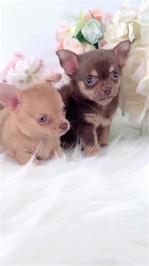 Introducing our newest arrivals! These tiny pocket-sized Chihuahua puppies are ready to steal your hearts and your laps! DM us for more information we offer nationwide delivery. #ChihuahuaPuppies #puppytiktok #PuppyForAdoption #chihuahua #fyp