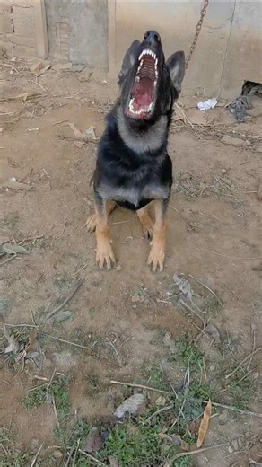 German shepherd barking video #dogtalk #dogcommunication #germanshepherd #petsempire #dognoises