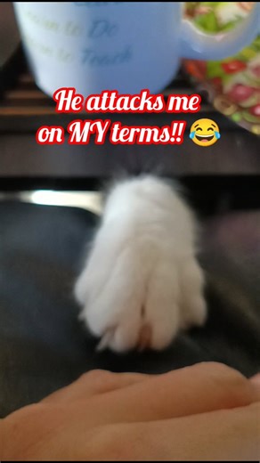 April P- CEO and Digital Business Owner on Instagram: "Moving the end table 2 inches was one of the best executive decisions I’ve ever made!! #catantics #catloverlife #outsmarted #catmomproblems #livelifeonyourownterms actionwithaprilofficial"