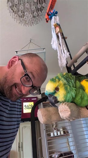 blue fronted Amazon parrot