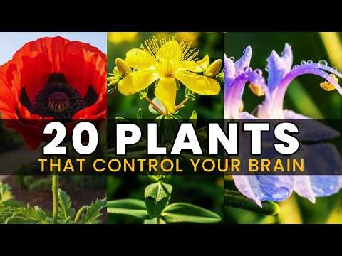 20 Plants That Secretly Affect the Human Brain