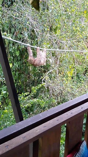 2.9K views · 132 reactions | What to know one of the best ways to help sloths this #SlothTober ? Sponsor a sloth crossing and help sloths move safely through the urban jungle that is now their home. All of our sloth crossings are installed with a personalised carved plaque underneath with the sponsors' name. Learn more about sloth crossings by visiting our website. | The Sloth Conservation Foundation | Facebook