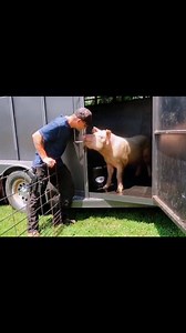 503K views · 34K reactions | Happy 5 Year Rescueversary, Jolene! ❤️凉...