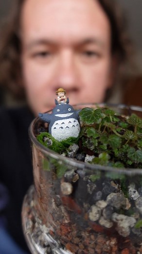 Ben Newell on Instagram: "@myhomenature sent me this amazing micro Saxifrage stolonifera, which is one of the most beautiful plants I've ever seen. The moss I used is Taxiphyllum barbieri and the soil is made up of kyodama, moler clay and @GrowTropicals abg mix. Totoro from @gulalitoys #terrarium"