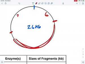 Plasmid Restriction Mapping 1