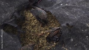 A group of common starlings (Sturnus vulgaris) also known as the European starling foraging in silage