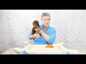 Learn About 6 Week Old Mini Labradoodle Puppies Video