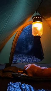 Tent Cam Hero: Golden vs Wolf 😱🐕🐺 | Golden Lovers