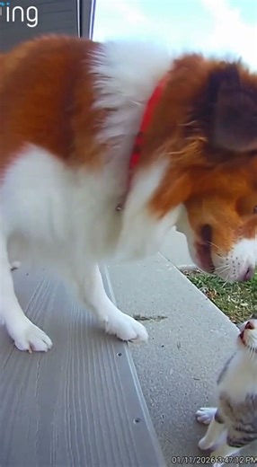 Fearless Dog Charges a Hawk to Save a Cat 🐶🦅