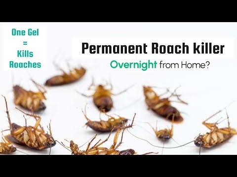 THE LAST ONE WILL AMAZE YOU | 5 DIY’s to Get Rid Of Roaches Overnight permanently