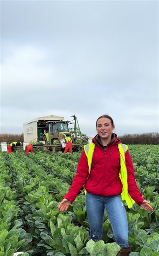 Why don’t we talk about spring greens more? 🥬 So versatile, so good, so underrated. #agriculture #farming #springgreen #veg #cornwall