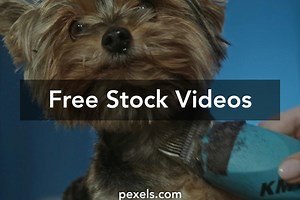 Shaving Pubic Hair Videos, Download The BEST Free 4k Stock Video Footage & Shaving Pubic Hair HD Video Clips