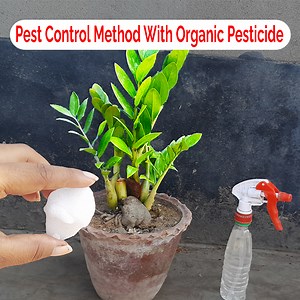 5K views · 154 reactions | Best Pest Control Method to Eliminate Aphids MealyBugs with Organic Pesticide | Rana Craft | Facebook