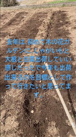 初心者が春のじゃがいもの種植えをやってみました。