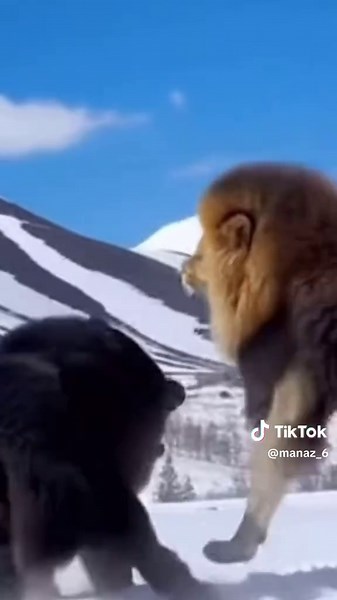 Tibetan mastiff vs Lion😱#tibetanmasstiff #lion