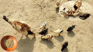 How to Care for a Broody Hen and Her Chicks | Raising Chicks With Mother Hen | Backyard Poultry | Dr. ARSHAD | Dr. Arshad Veterinary Clinic