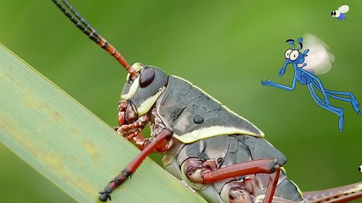 How a fish, frog and grasshopper breathe in different ways - BBC Bitesize