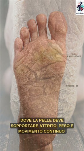 A cosa serve il callo? #biologia #insideyou #anatomia