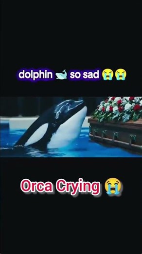 Orca's Crying after watching Jessica Radcliffe's Grave | #jessicaradcliffe #orca #orcaattack
