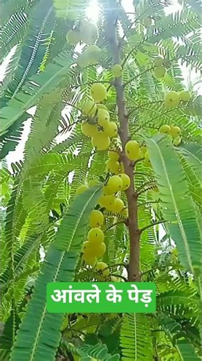Amla Plant Kaise Lagaye | Amla Tree Care & Growing Guide | Amla Tree #AmlaPlant #AmlaTree #Shorts