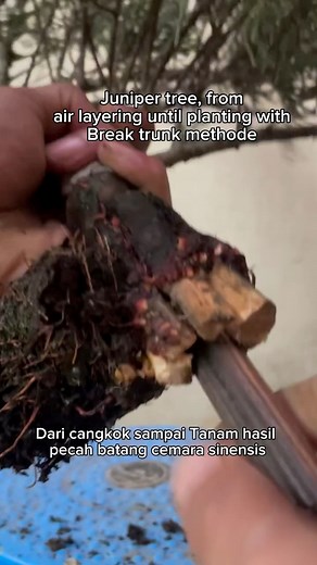 26K views · 211 reactions | Juniper tree, The process from air layering to planting with the stem breaking method, this aims to get a larger stem base. #bonsai #garden #gardening #airlayering #diycrafting #diy #crafts #bonsaiworld #fblifestyle | Herman Key | Facebook