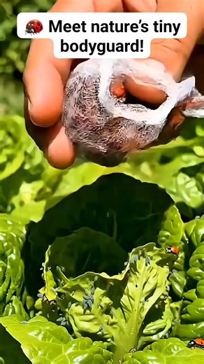 Did you know one ladybird beetle can eat dozens of aphids a day? 🐞✨ These little helpers are nature’s pest control, keeping our gardens healthy without chemicals 🌱 | Half Agriculturist